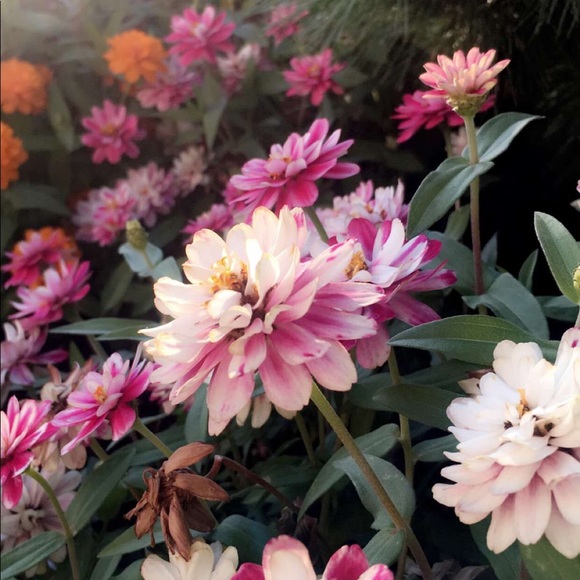 Meet your Posher, Nancy - Picture 2 of 4